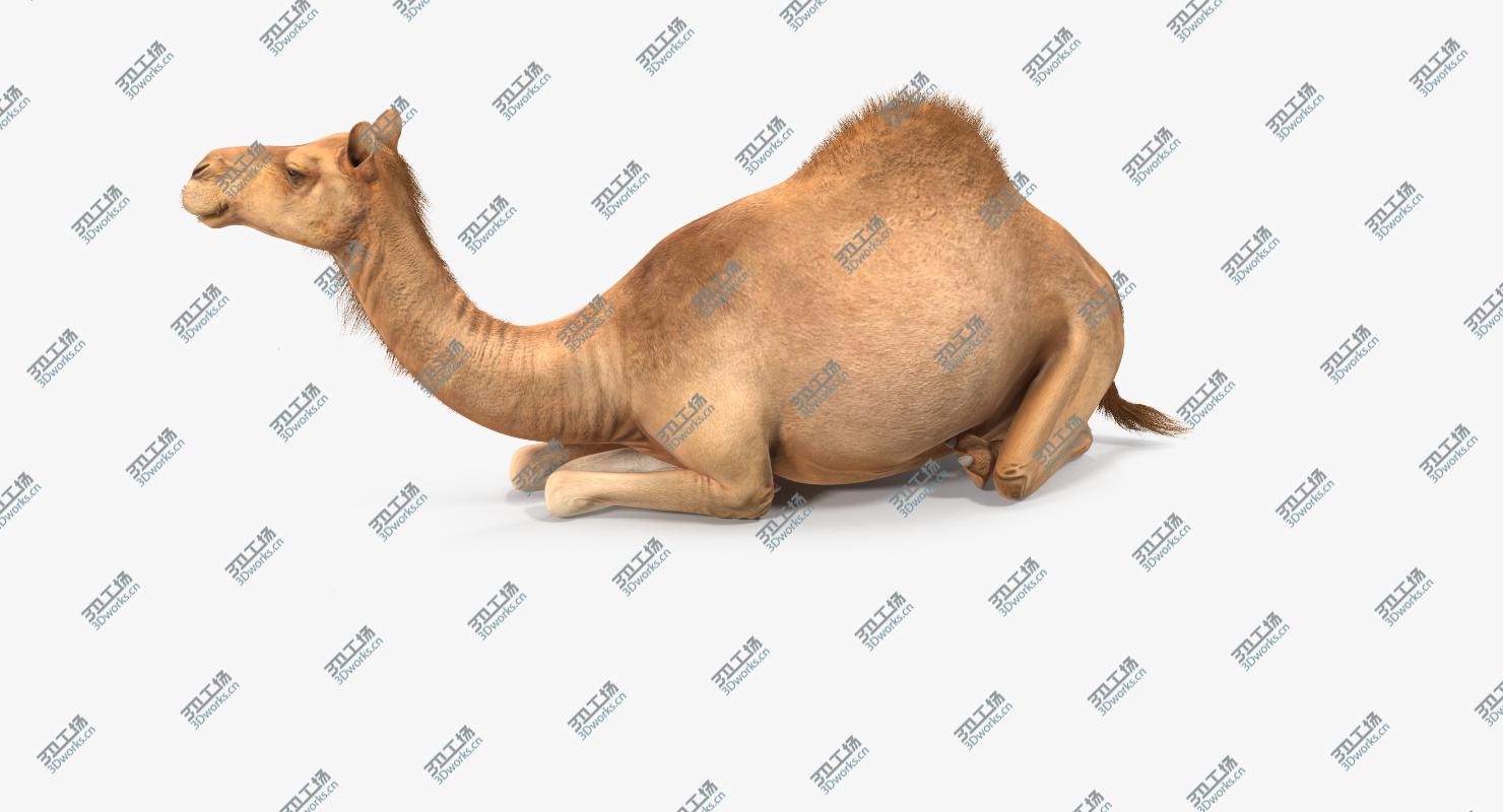 images/goods_img/2021040231/Camel Sitting Pose/3.jpg